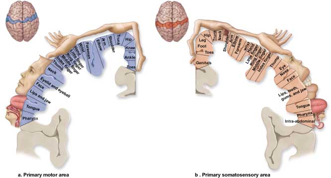 Cortical homunculus diagram showing motor and sensory brain areas mapped to body parts